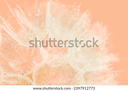 Similar – Image, Stock Photo raindrops on the dandelion seed, rainy days in autumn season