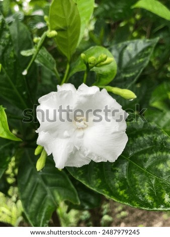 Similar – Image, Stock Photo My piece of heaven Sky