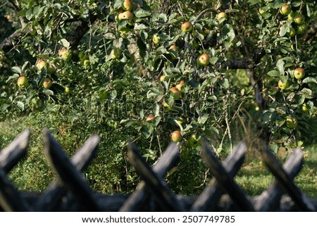 Similar – Image, Stock Photo Apple tree with many ripe red juicy apples in orchard. Harvest time in countryside. Apple fresh healthy fruits ready to pick on fall season