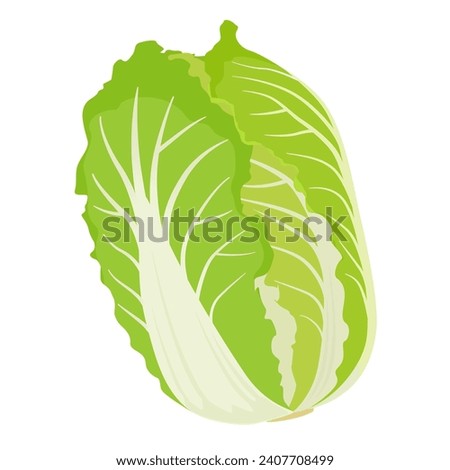 Vector illustration of whole Chinese cabbage