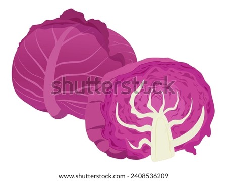 Vector illustration of purple cabbage