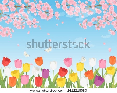 Spring landscape of tulip field and cherry blossoms