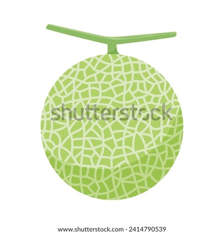 Vector illustration of melon fruit