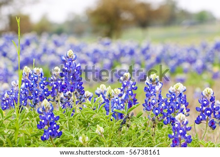 Texas Bluebonnet wildflowers, deep focus with area at top for text