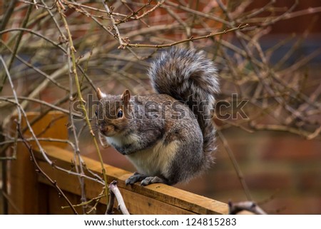 Grey squirrel on garden fence