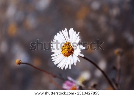 Similar – Foto Bild mehr Margeriten