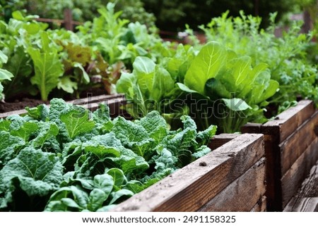 Similar – Image, Stock Photo Fresh Organic Harvest Home Garden Herbs