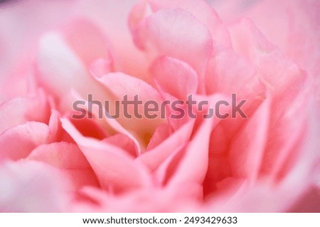 Similar – Image, Stock Photo Close up of Pink Blossom Cherry Tree Branch, Sakura Flowers