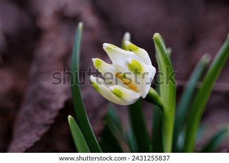 Similar – Image, Stock Photo Märzenbecher Blossom in the forest