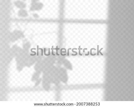 Modern shadow overlay, great design for any purposes.blurred soft shadow from the window and branches of plants outside the window. Natural shadows isolated on transparent background.