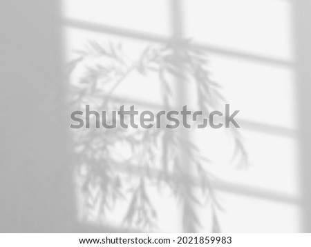 Modern shadow overlay, great design for any purposes. Blurred soft shadow from the window and branches of plants outside the window. Natural shadows isolated on transparent background.