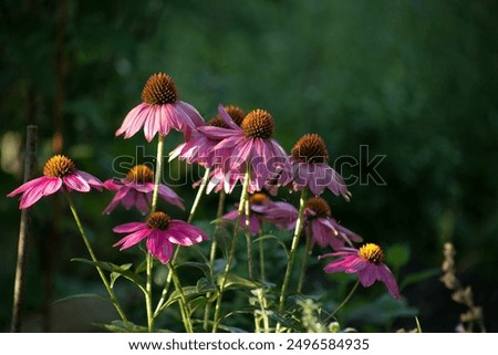 Similar – Image, Stock Photo Echinacea purpurea from North America, orange inflorescence