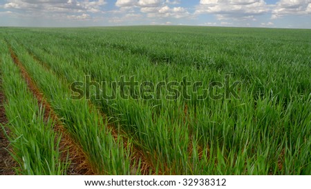 Wheat field in the Springtime.  That which was planted the previous season as winter wheat.