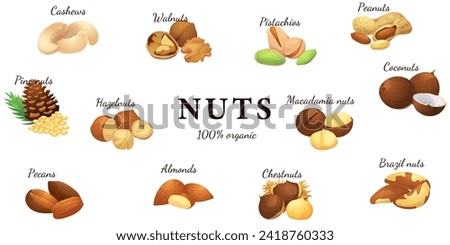 A set of flat illustrations of nuts: almonds, walnuts,cashews,pistachios,pecans,hazelnuts, brazil nuts, macadamia nuts,pine nuts, chestnuts peanuts and coconuts.