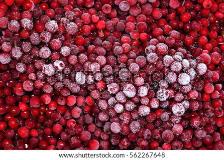 Similar – Image, Stock Photo frozen red berries on a snowball bush