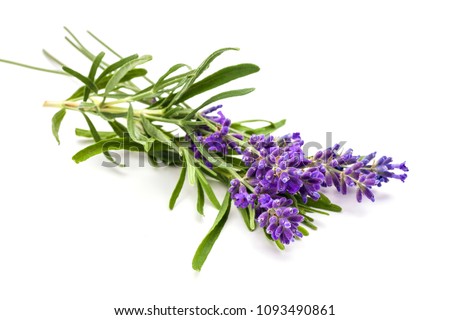 Similar – Image, Stock Photo #A# Lavender in the garden I