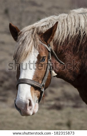portrait of Paint Horse in Pasture