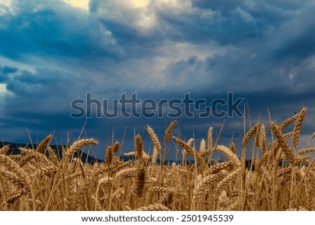 Similar – Foto Bild Weizenfeld gegen blaue Wolken