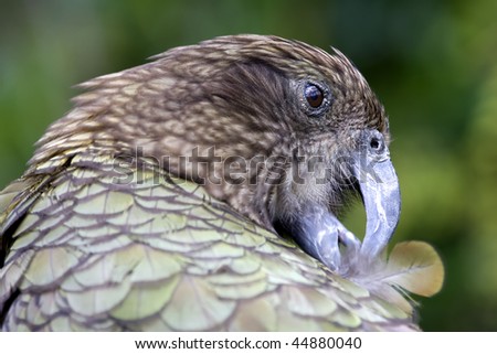 Close up shot of a Kea, a mountain parrot from New Zealand
