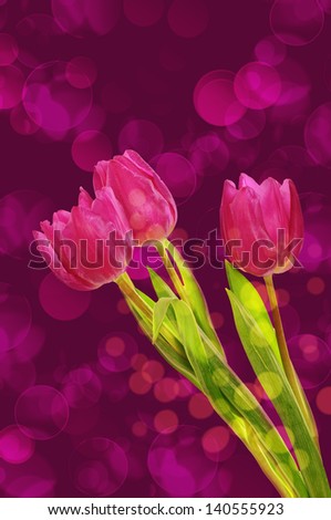 Tulip pink flowers, floral dark spring  background