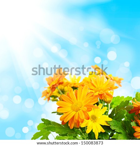 Chrysanthemum orange and yellow flowers with green leaves on the blue sky background with sun rays