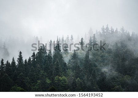 Similar – Image, Stock Photo Misty pine tree forest in the mountains in early morning