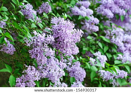 Branch of lilac flowers with the leaves, floral background