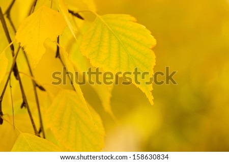 Autumn tree branch, natural seasonal background