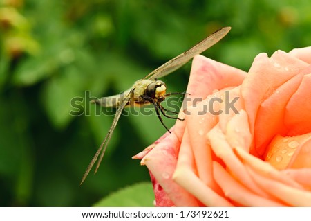 Dragonfly sitting  on the rose in garden, macro, natural background