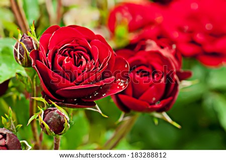 Garden with fresh red roses, floral background