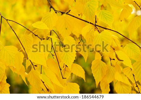 Autumn red tree branch, natural seasonal background