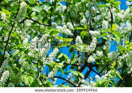 Bird-cherry tree flowers against the blue sky, natural floral background