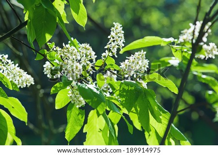 Bird-cherry tree flowers, natural sunny floral background