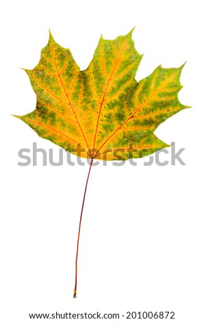Autumn red and green maple leaf isolated on white background