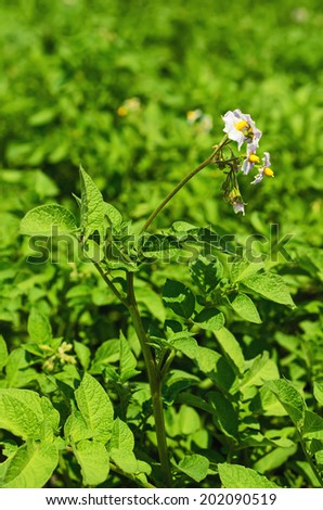 Green field with young potato plants and flowers, agricultural nature background