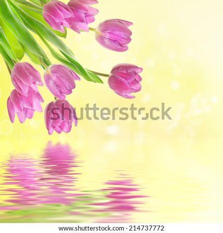 Tulip pink flowers, floral spring  background in yellow colors