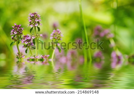 Thymus , thyme - healing herb and condiment growing in nature, natural floral background with water reflection