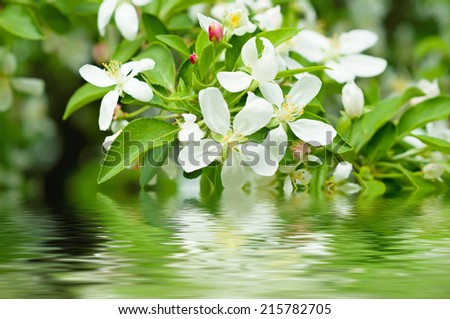 Apple tree flower blossoming at spring time with water reflection, floral background