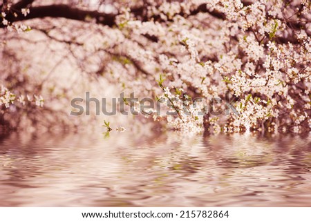 Blossoming of plum flowers in spring time with green leaves and water reflection, macro