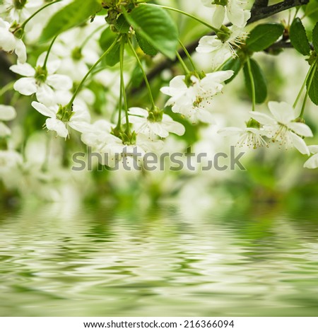 Blossoming of cherry flowers in spring time with green leaves and water reflection, macro