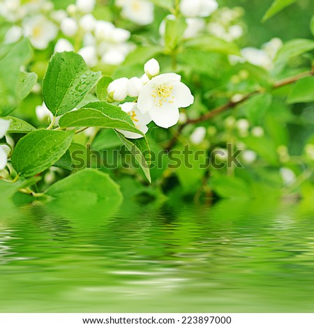 Jasmine flower growing on the bush in  garden with water reflection