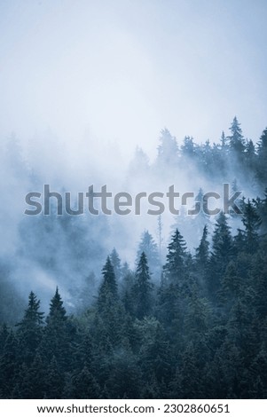 Similar – Image, Stock Photo Tree in the fog Nature