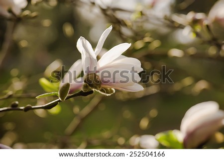 Blossoming of white magnolia flowers in spring time