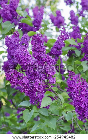 Branch of lilac flowers with the leaves, floral natural background