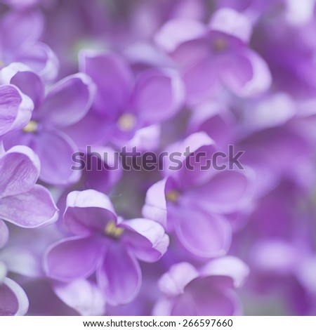 Abstract soft pastel tender floral natural background from lilac flowers