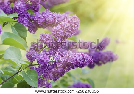 Branch of lilac flowers with the leaves,  vintage retro hipster image with sunshine