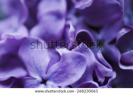 Abstract soft pastel tender floral natural background from lilac flowers