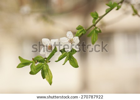 Blossoming of cherry flowers in spring time with green leaves, natural floral seasonal background