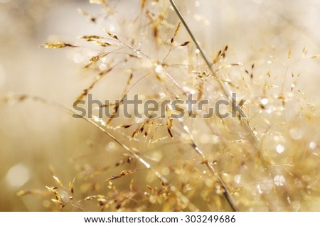 Abstract vintage blurred soft hipster background of grass with shiny dew water drops