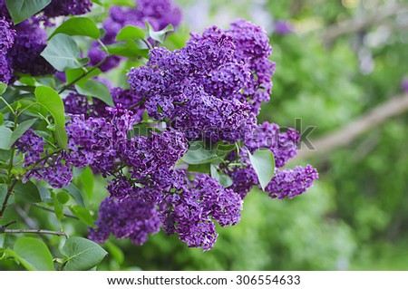 Branch of lilac flowers with the leaves, floral natural background